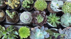 A Guide to Succulent Monthly Subscription Boxes Worth Cultivating