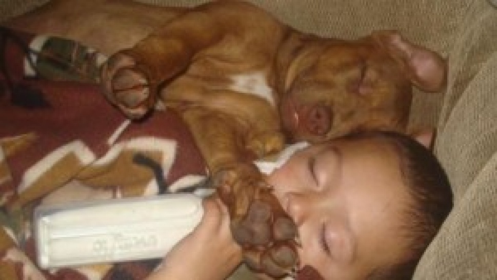 The misconception about pit-bulls.