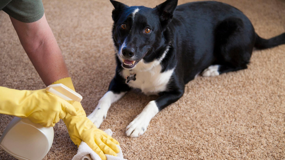 When Is the Right Time to Hire Area Rug Cleaning Services?