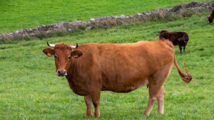A Guide to Buying a Whole Cow for Your Freezer