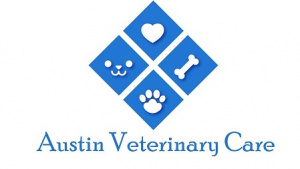 Finding the Right Care When Searching for a Vet Near Me