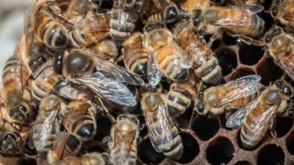 The Necessity of Bees