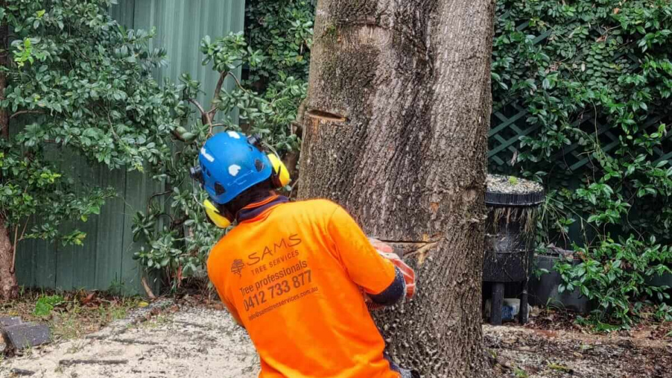 Tree Felling: When is it Time to Say Goodbye to a Tree Safely?