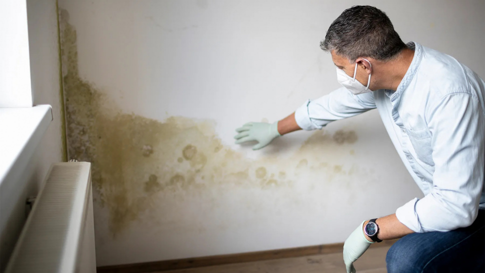 What Are the Health Risks of Mold Exposure?
