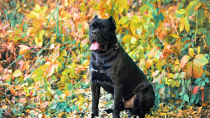 Feeding Your Cane Corso: Nutrition Tips from Breeders