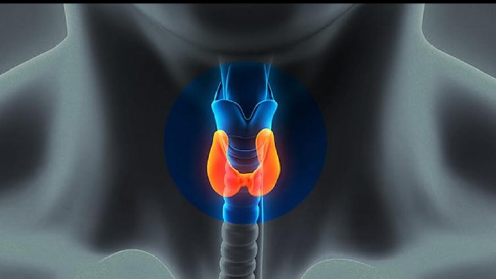 Importance of Thyroid Gland