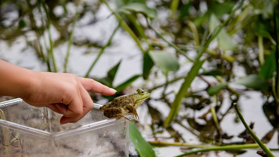 Effective Pond Management for a Healthier Aquatic Ecosystem