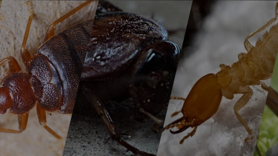 Why Chambers Pest Solutions Is Perth's Most Trusted Pest Control Company