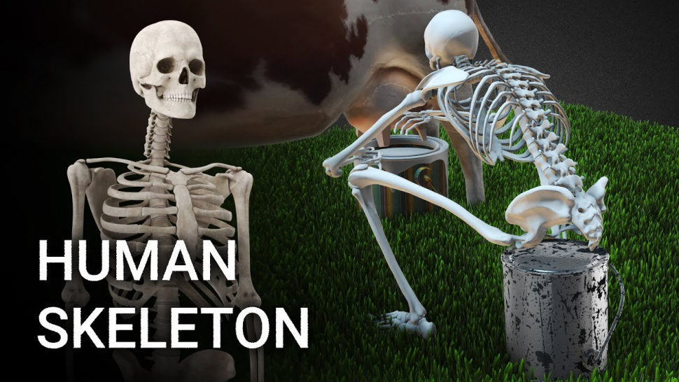 Amazing Facts About Human Skeleton