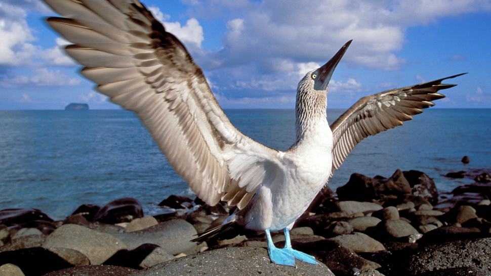 Kingdom of Birds - Blue-footed Booby
