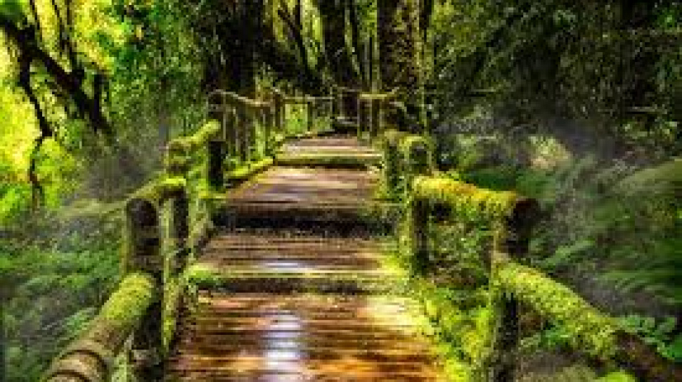 The Art of Deep Focus in a Distracted World