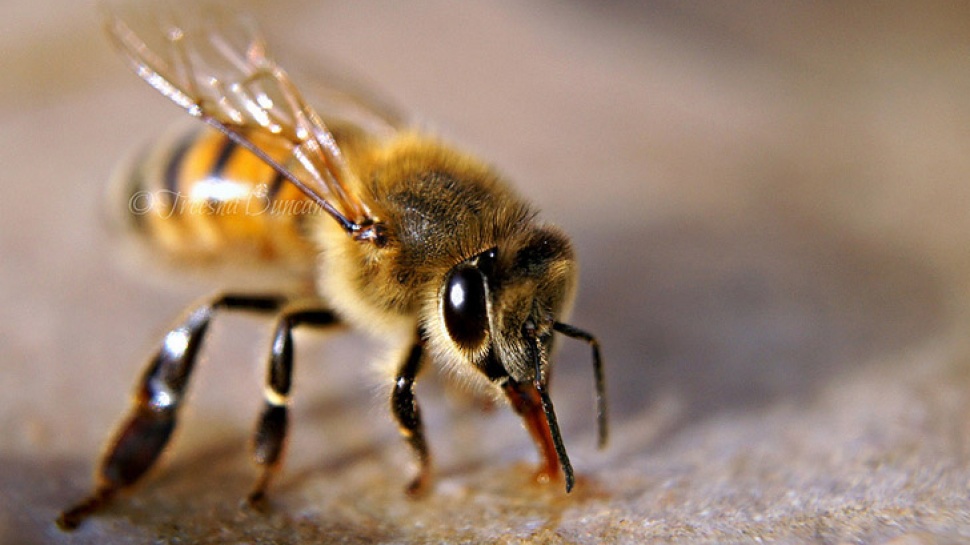 A World Without Bees