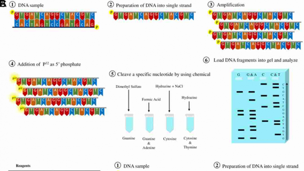 Comprehensive Guide to DNA Sequencing Methods