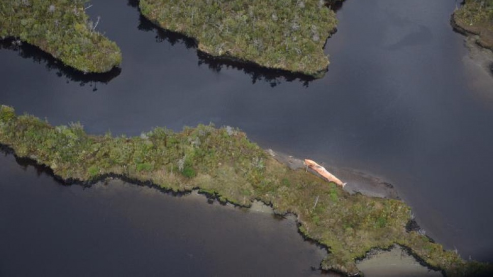 Largest whales massive death ever registered