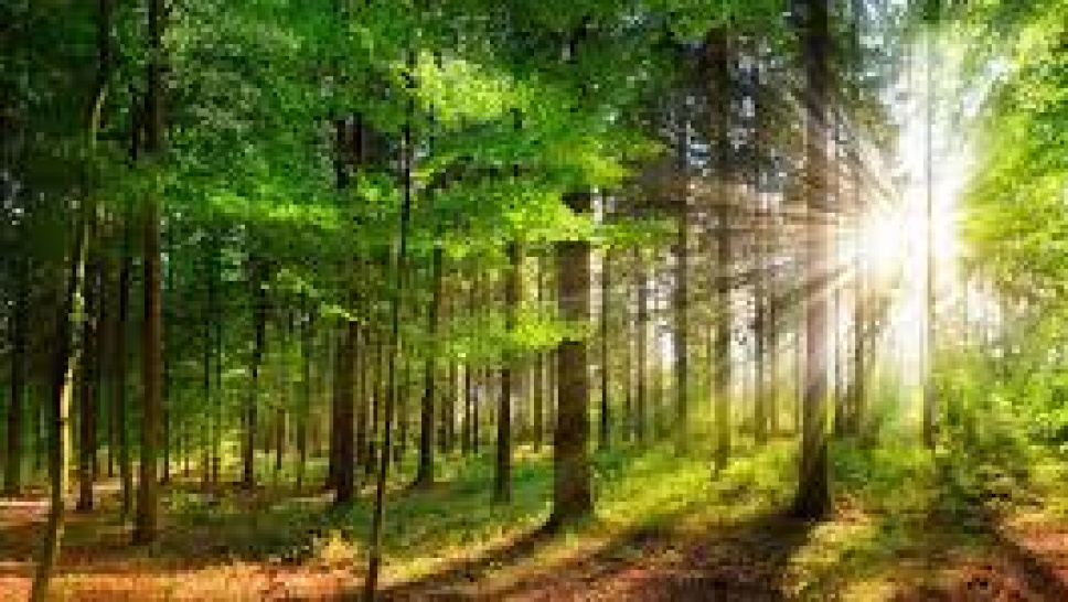 Nature’s Golden Sweetener and Its Many Benefits
