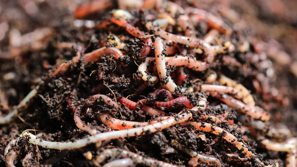 How Thewormhub Ensures Quality, Freshness, and Fast Delivery of Worms