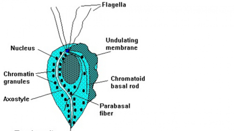 Trichomonas Vaginalis Antigens