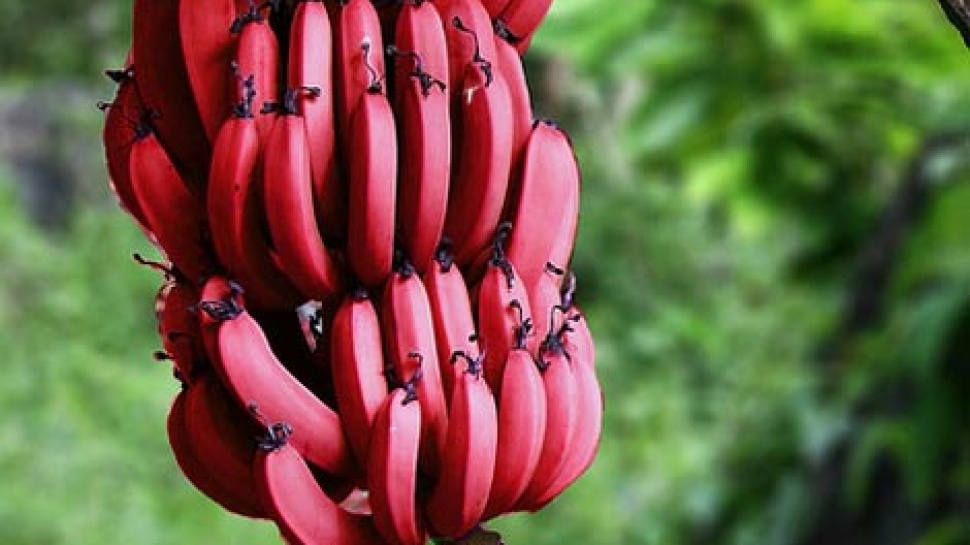 Red Bananas!