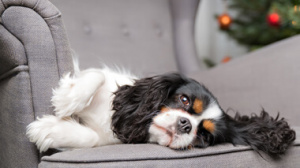 Trustworthy Pet Sitters in Palm Beach: Your Pet's Happiness Guaranteed