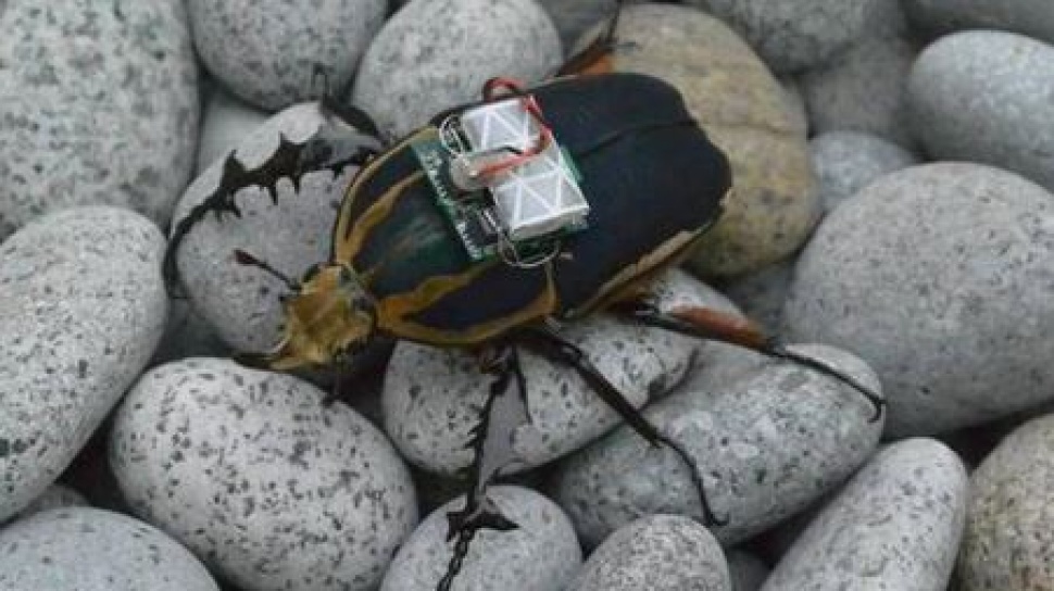 Cyborg Beetles