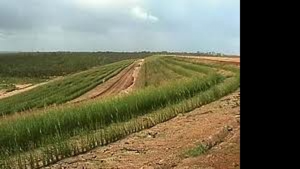 Vetiver grass-the easiest way to fight soil erosion.