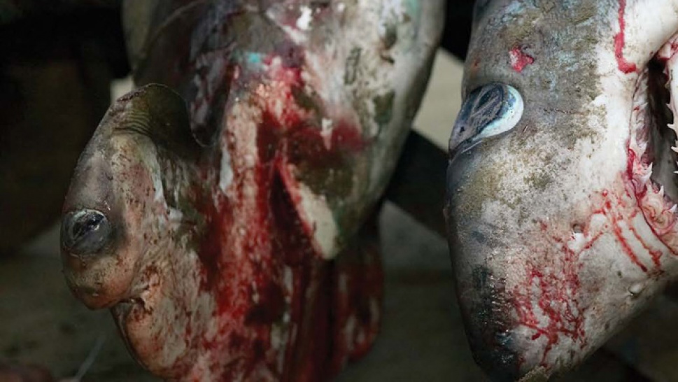 Shark Fin Soup Medicinal Properties; Is it Worth Throwing The Shark Away To Get The Fin?