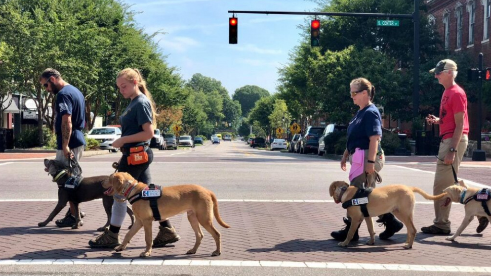 Why a Service Dog Could Be the Perfect Companion for Your Needs