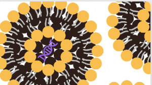 Engineering Tomorrow’s Therapies: Liposome Innovation in Preclinical R&amp;D