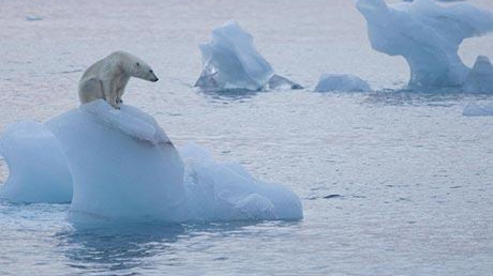 Wildlife is change as sea ice melts