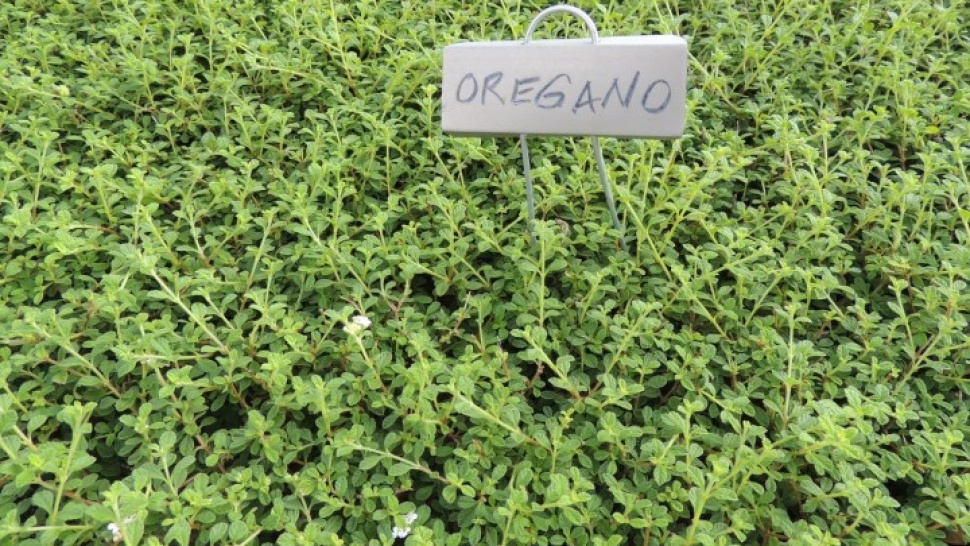 Oregano Essential Oil – Part 2