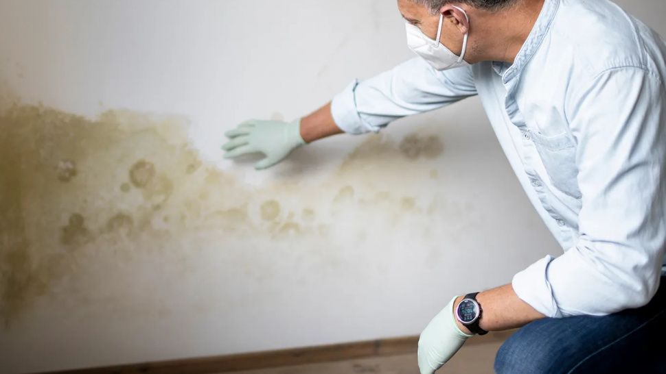 What Are the Effects of Black Mold on Health?
