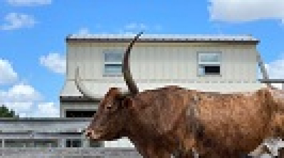 The Beating Heart of the Land: Why Cow Farms Are Essential to Sustainable Agriculture