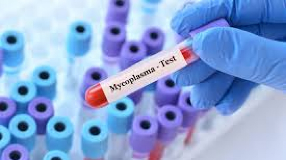 How Does a Mycoplasma Test Work?
