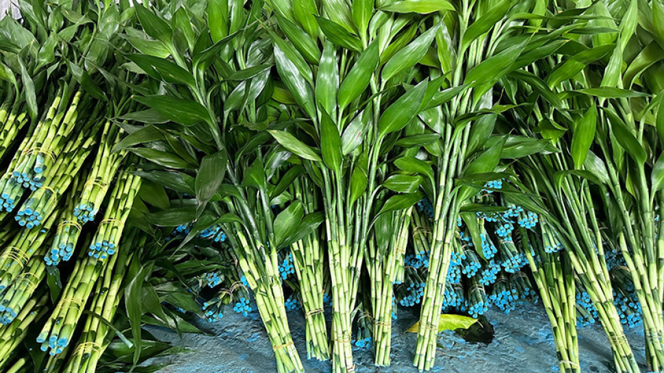 How to Arrange 3, 5, or 9 Stalk Dracaena sanderiana: Ideas from Bothbest