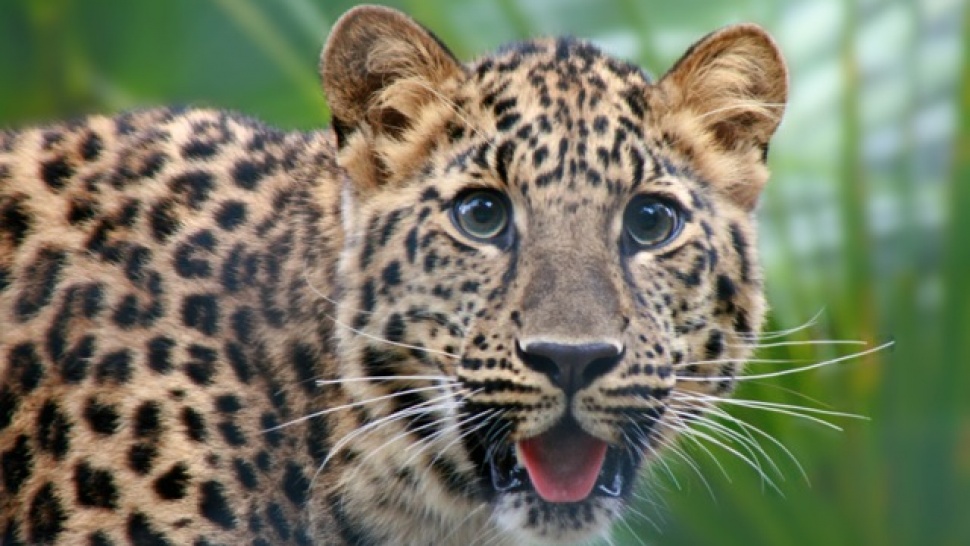 Endangered Species: Amur Leopard - Article - GLBrain.com