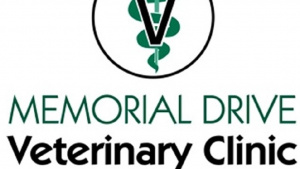 The Importance of Comprehensive Veterinary Care