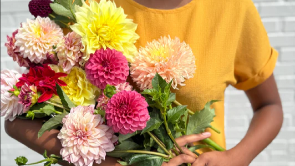How House Plants in Pittsburgh PA Bring Beauty and Meaning to Every Space