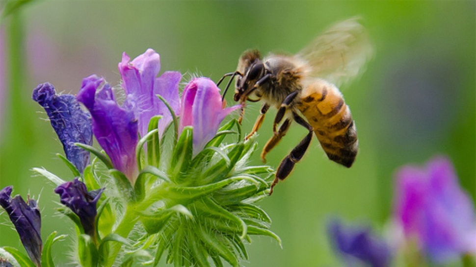 Scientists in Poland Work to Save Bees