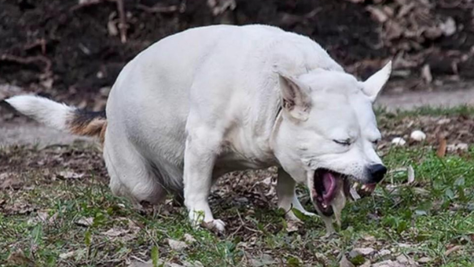 When to Call Vet for Dog Vomiting: Essential Guide for Pet Parents