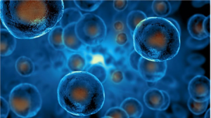 Cardiomyocytes derived from iPSCs