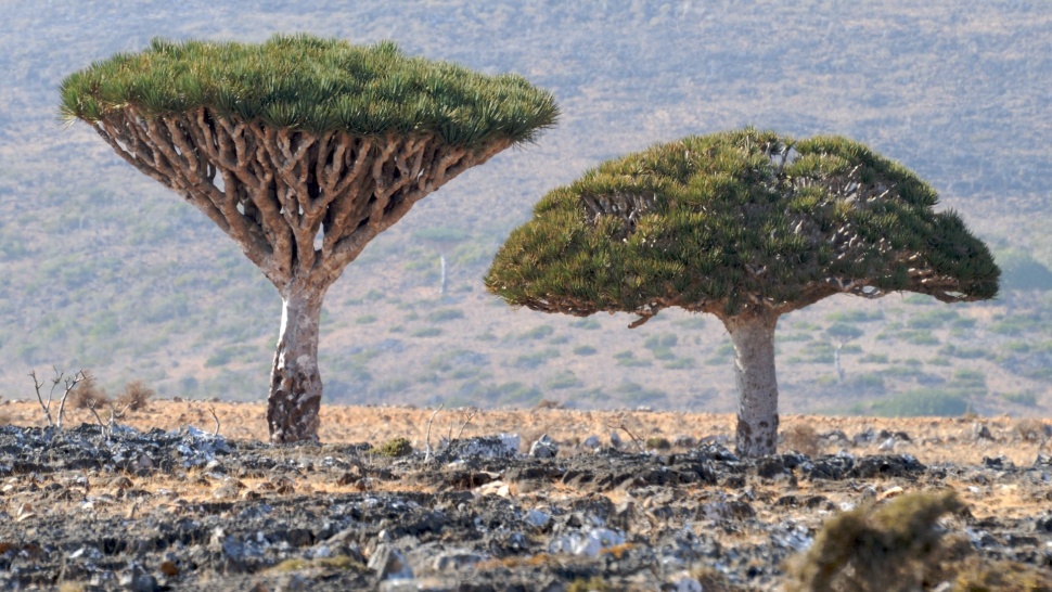 Worldwide Islands – Socotra Island