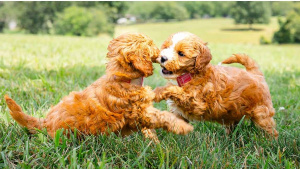 What Are the Best Practices for Socializing a Double Doodle?