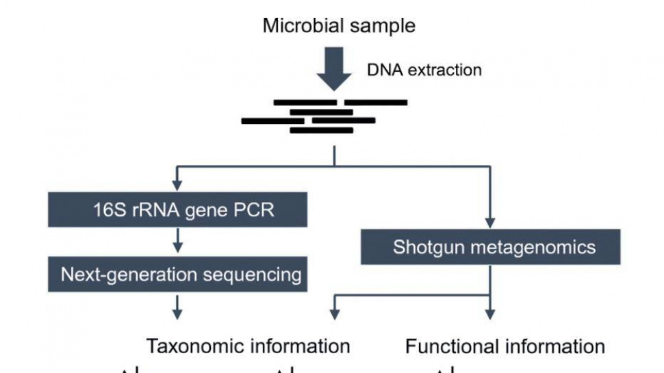 16S rRNA Sequencing vs. Metagenome Sequencing: A Guide for Selection