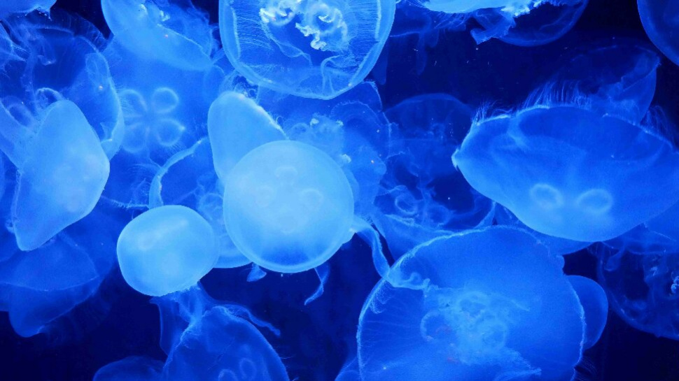 Plant-Derived Exosome Applications in Targeted Drug Delivery